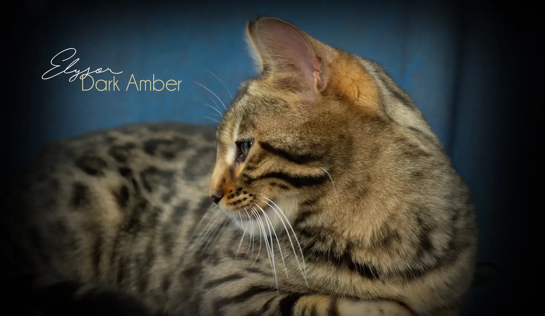 Chats Bengal